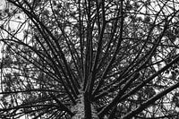 Tree structure in black and white