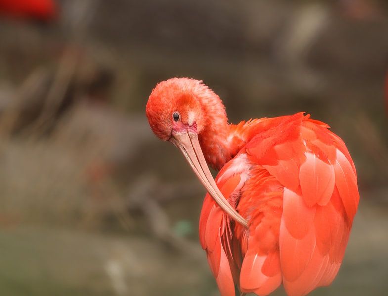 Ibis par Isis van der Laan