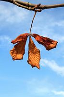 blad van kastanje boom in herfstkleuren