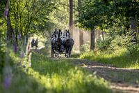 Paard en wagen in het bos