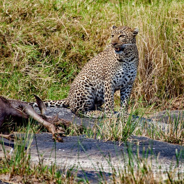 Leopard mit Beute von Peter Michel