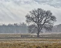 Clôture en bois avec un arbre dans un pré