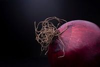 Unauffälliges Stillleben einer glänzenden roten Zwiebel mit einem Gewirr von 