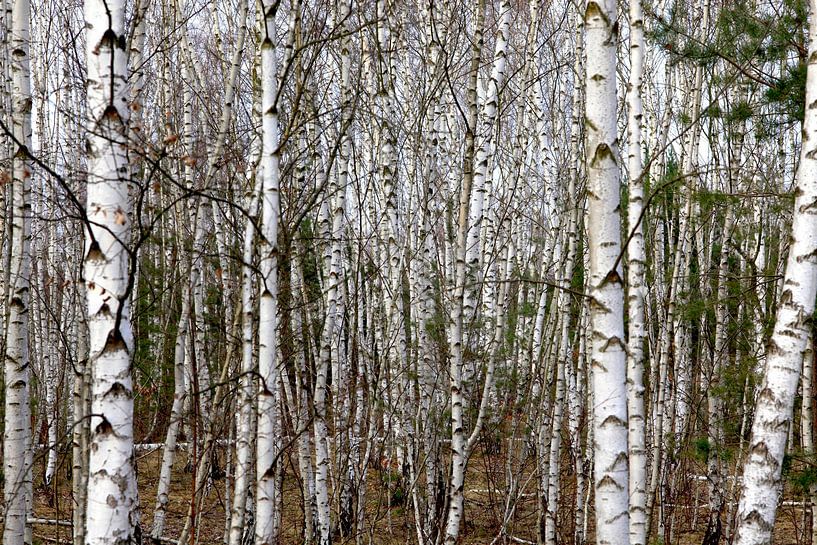 Birch by Thomas Jäger
