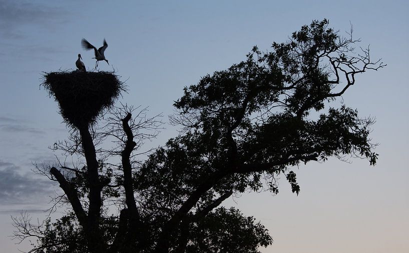 Le nid de cigogne juste avant la tombée de la nuit par Danny Slijfer Natuurfotografie