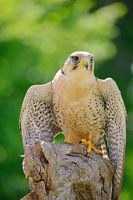 Lanner Falcon