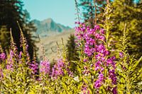 Blick auf die Alpen bei Davos Schweiz