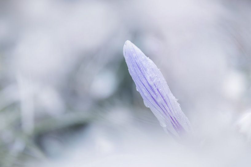 Crocus congelés par Bert Kok