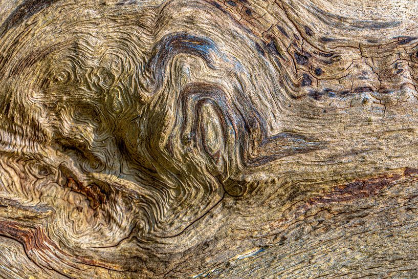 Écorce d'arbre dans des teintes et des textures naturelles par Sia Windig