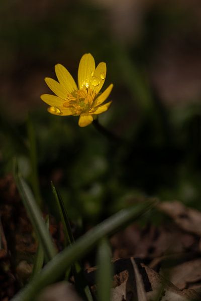 Cardère avec des gouttes d'eau parmi les feuilles dans la forêt par Bram Lubbers