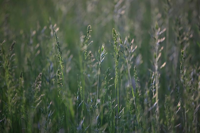 Grasses by Thomas Jäger