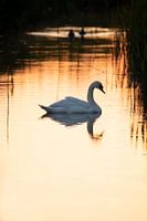 Goldene Stunde Schwan