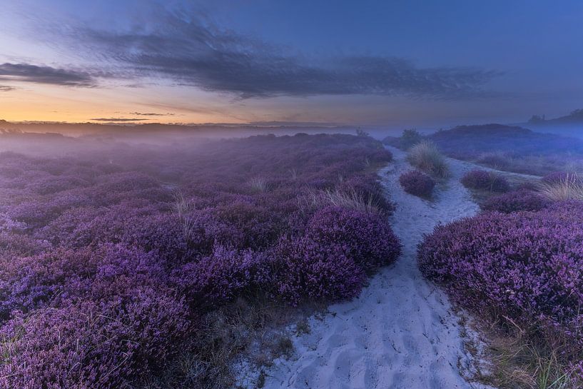 sandiger Pfad in den Schoorler Dünen von peterheinspictures