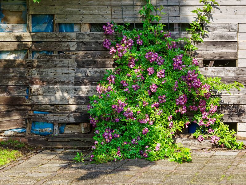 Vibrant rambler roses bloom against an aged wooden wall by Luc V. de Zeeuw