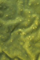 Velvet fluffy green texture