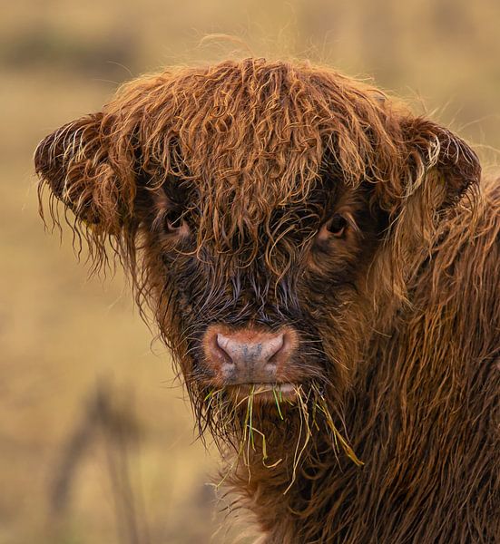 highland cow calf close up by Wouter Van der Zwan