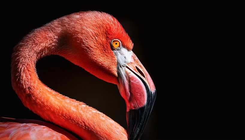 Flamingo's in het meer van Mustafa Kurnaz