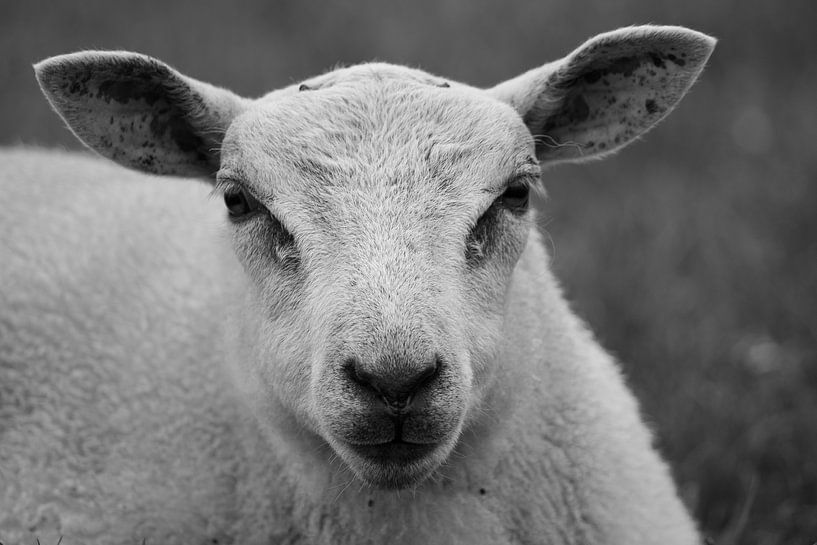 Sheep in black and white by Miranda Vleerlaag