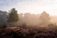 Mystical atmosphere at sunrise on the moors