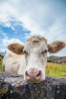 Neugierige weiße Kuh