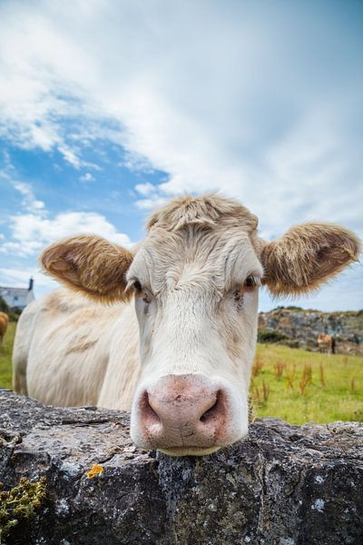 Curious white cow by Hilda Weges