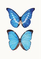 Rariteitenkabinet_Vlinders_05