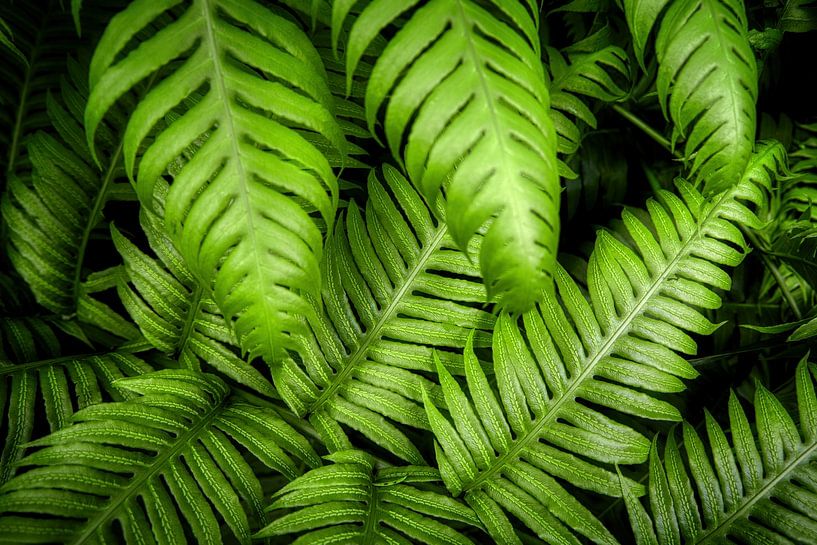 Grüner Farn von Myrna's Photography