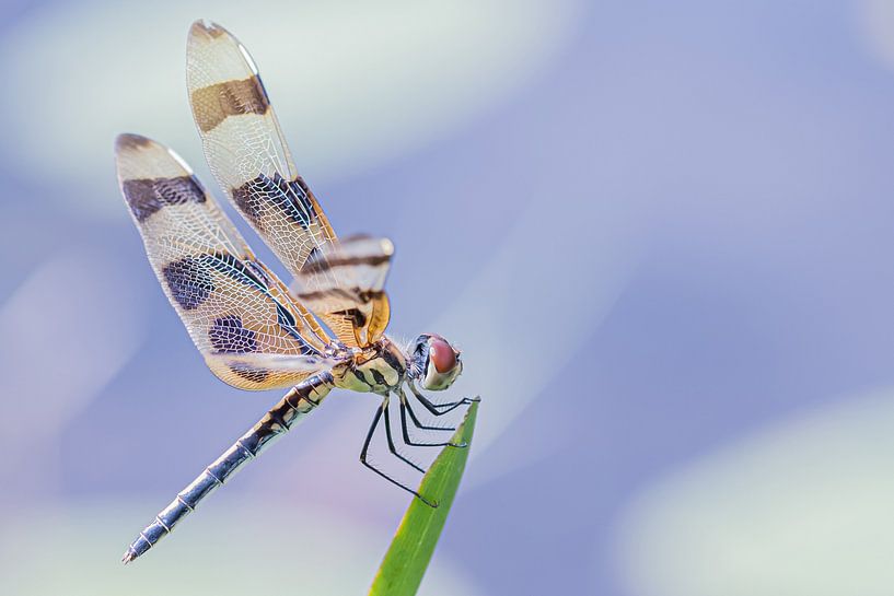 In balance by Hennie Zeij