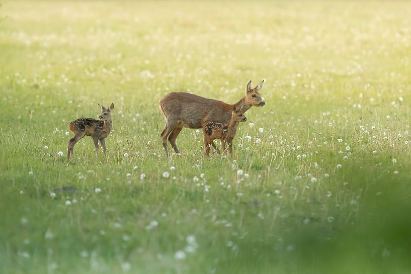 Deer with calves in evening light by Erwin Stevens