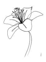 Lelie one-line drawing (digitaal)