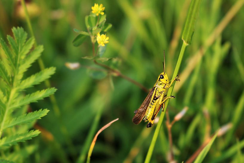 Marsh grasshopper by Emma Wilms