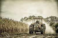 La nostalgie de la coupe du maïs, comme autrefois
