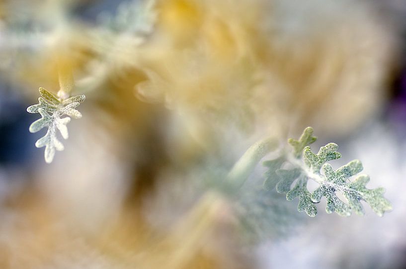 Far away, silverweed Macrophotography by Watze D. de Haan