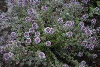 Blühender Thymian aus dem Garten