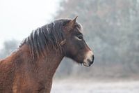 Exmoor-Pony im Winter