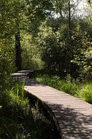 Vlonder -pad in Natuurgebied de Moerputten