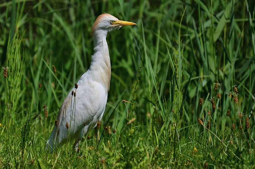 Aigrette à tête de bétail parmi les hautes herbes par Leo Huijzer