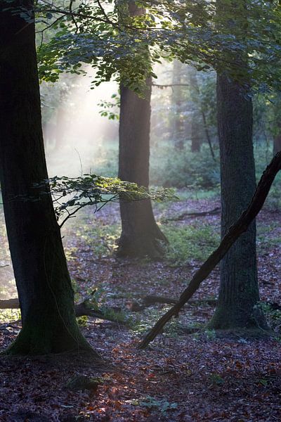 Die ersten Sonnenstrahlen im Wald (3) von rene marcel originals