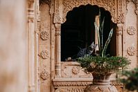 Chat dans une forteresse en Inde | Couleurs pastel | Photographie