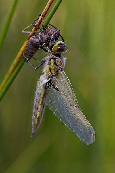 Uitsluipende Libel von Dick Vermeij