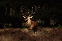Red deer on the Hoge Veluwe