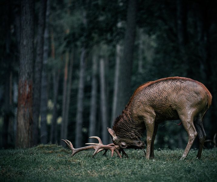 Le grand cerf rouge se prépare au combat par Yoan Izetov