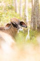 Tierfreunde in Thailand