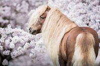 Shetlandpony with blossom
