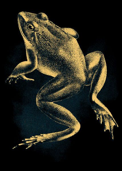 Grenouille au corps court par Septif