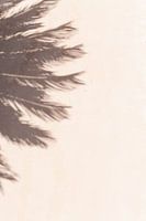 Schatten der Palme