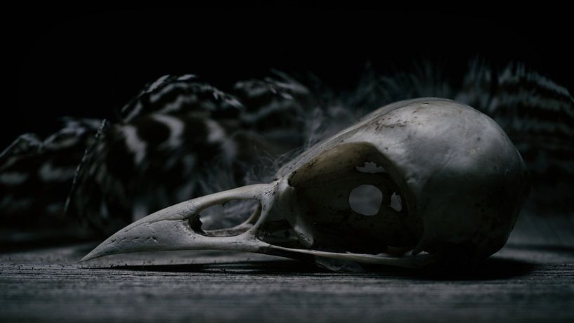 Crâne par Johannes Schotanus