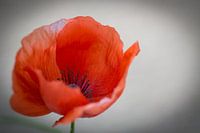 Poppy