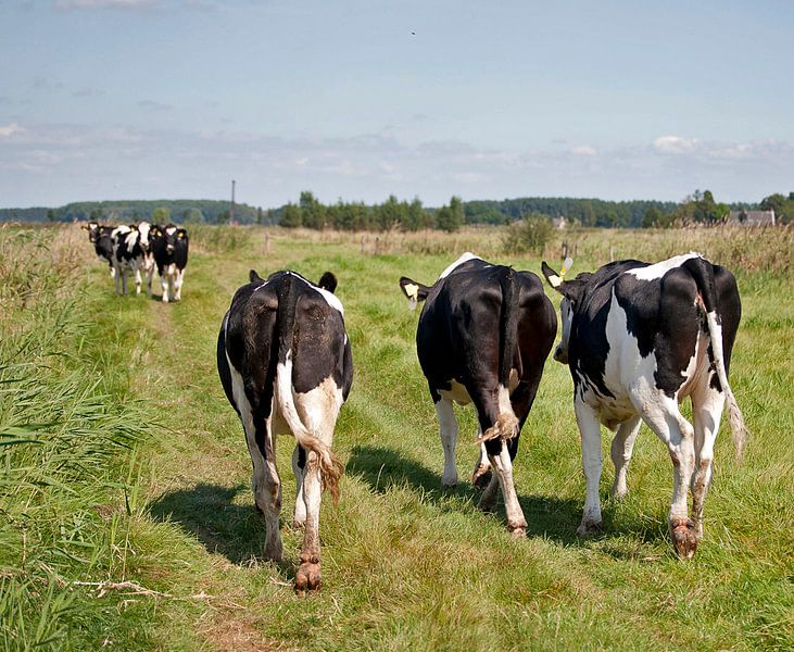 Koeien by Jaap Lagendijk