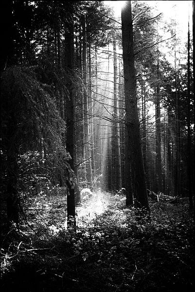 Bomen  von Studio  Milaan